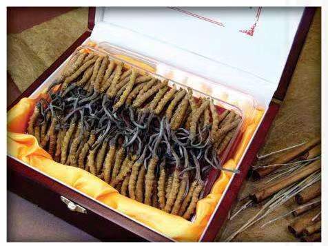 长白冬虫夏草回收